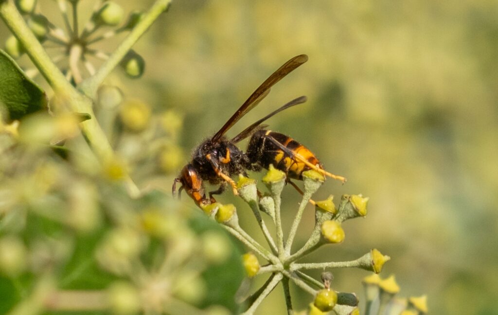 Asiatische Hornisse auf Efeu