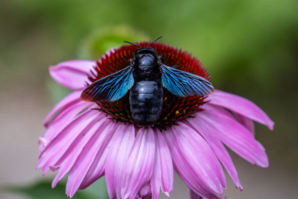 Holzbiene auf Echinacea