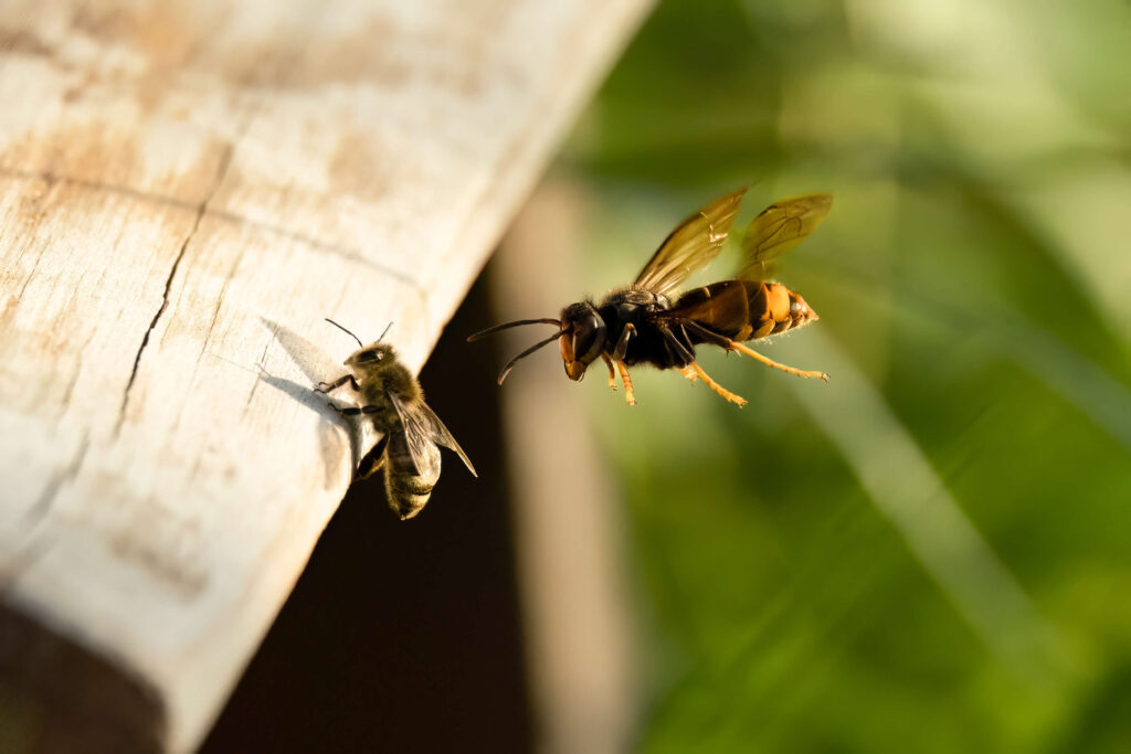 Asiatische Hornisse (Vespa Velutina) Bei Der Jagd Auf Honigbienen Am Bienenstand 2