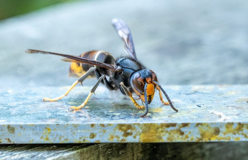 Asiatische Hornisse_Bienenstand_2
